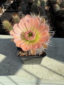 Echinocereus roetteri
